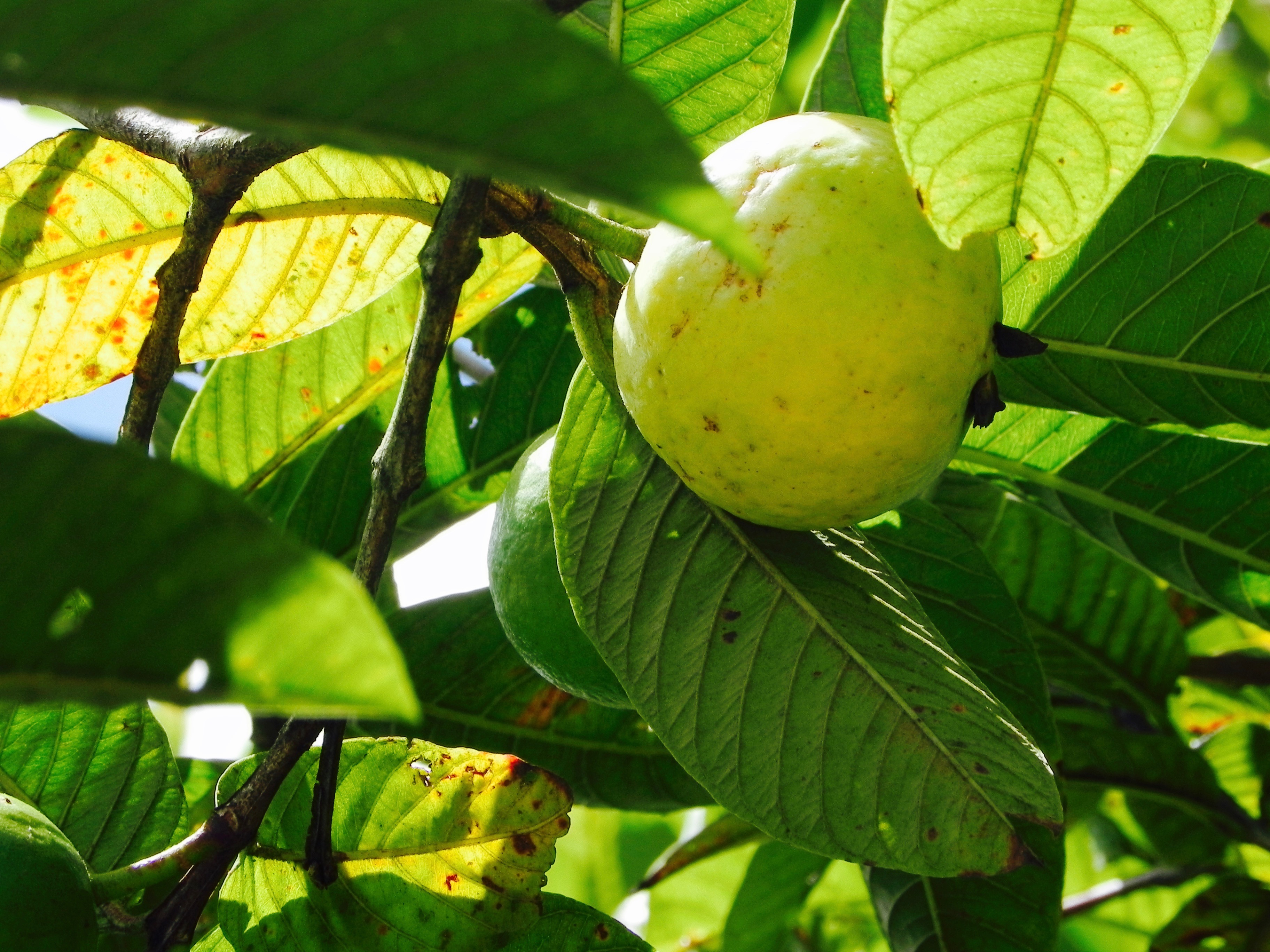 Guave Mogote