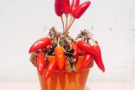 Chili Zutat Mexikaner
