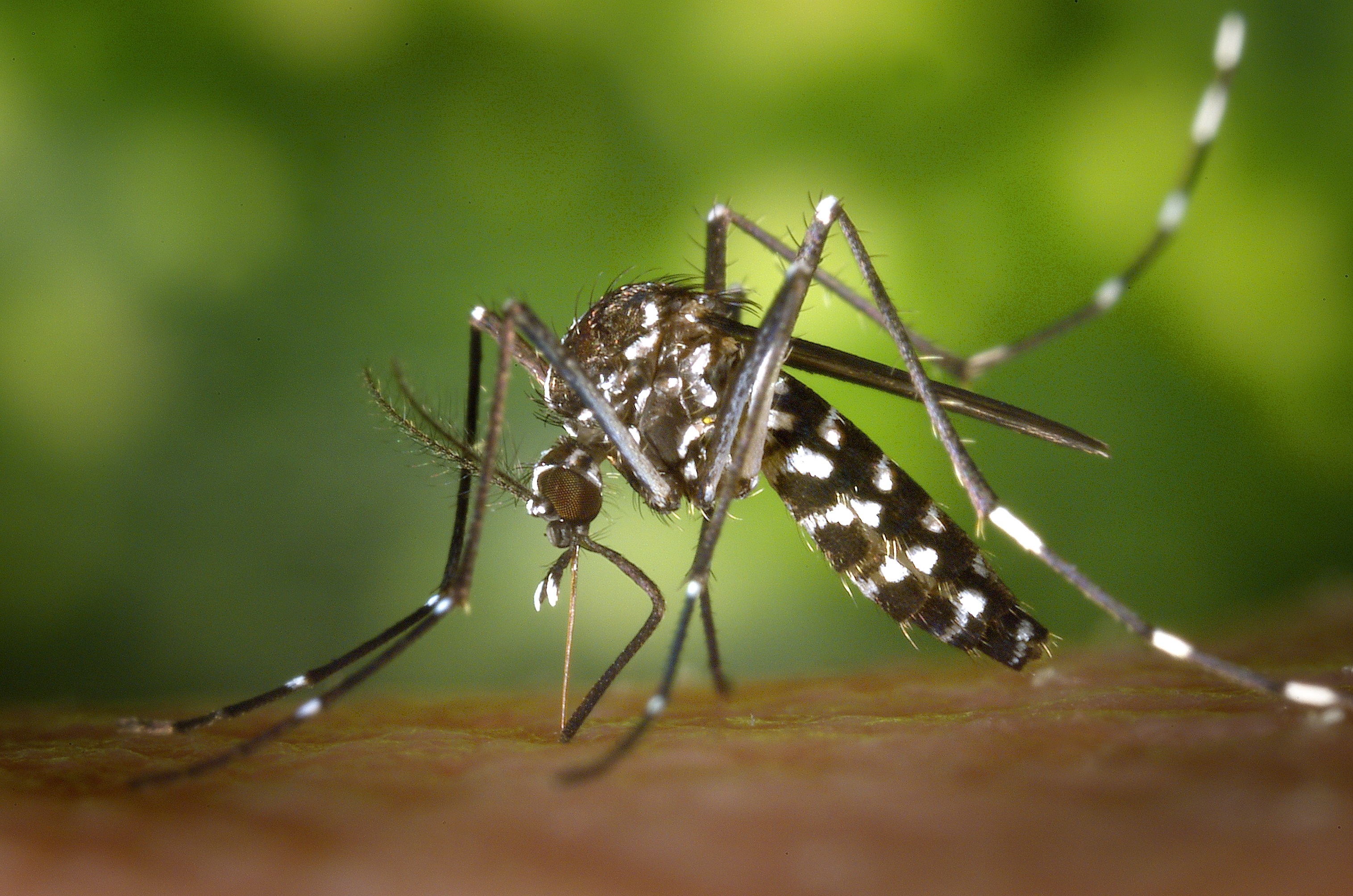 Zika Virus Symptome