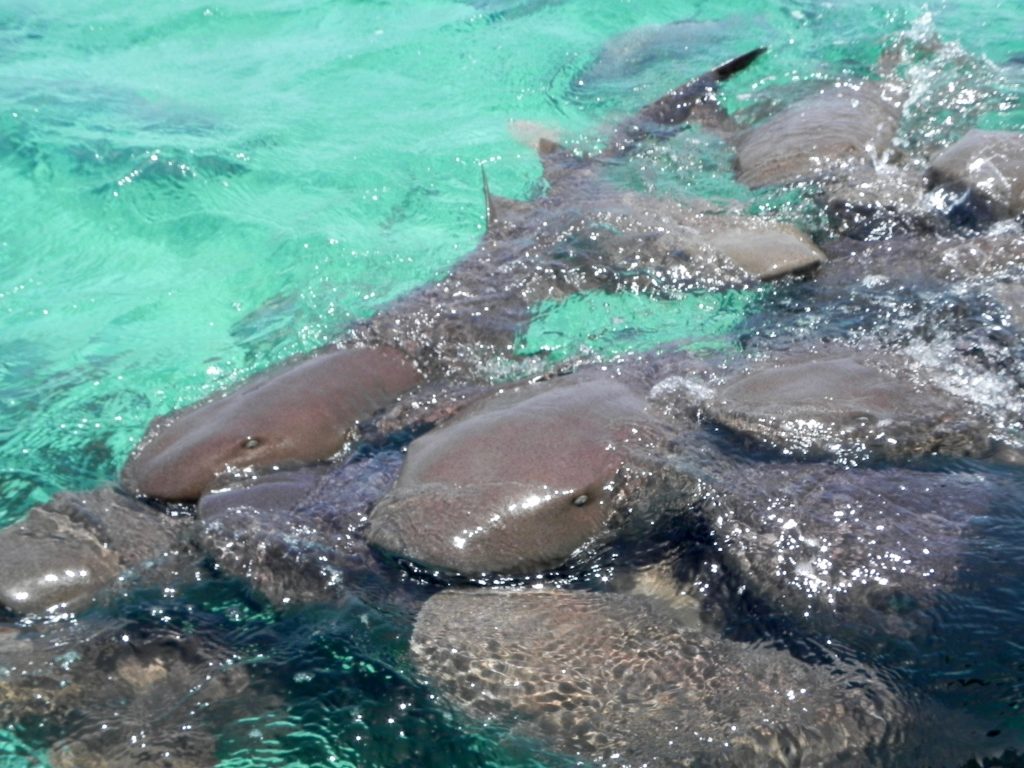 Die schönsten Orte der Welt Cayo Caulker