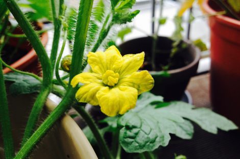 Wassermelonenblüte
