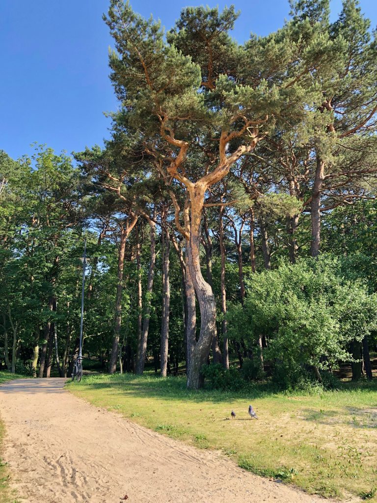 Danzig Strand Brzezno Promenade