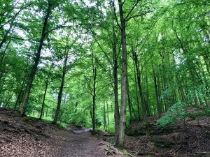 Wanderweg zur Hohen Sonne von Eisenach